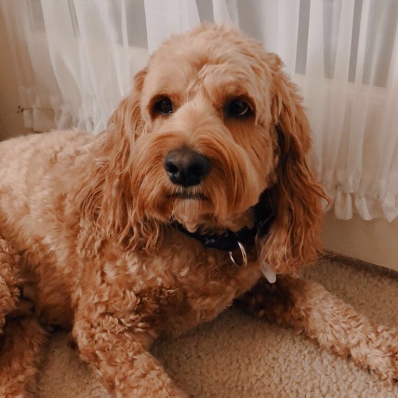 Meet your Posher, Maile - Picture 1 of 1